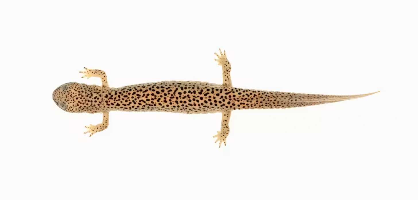A preserved salamander specimen with a long body, short legs and mottled brown markings.