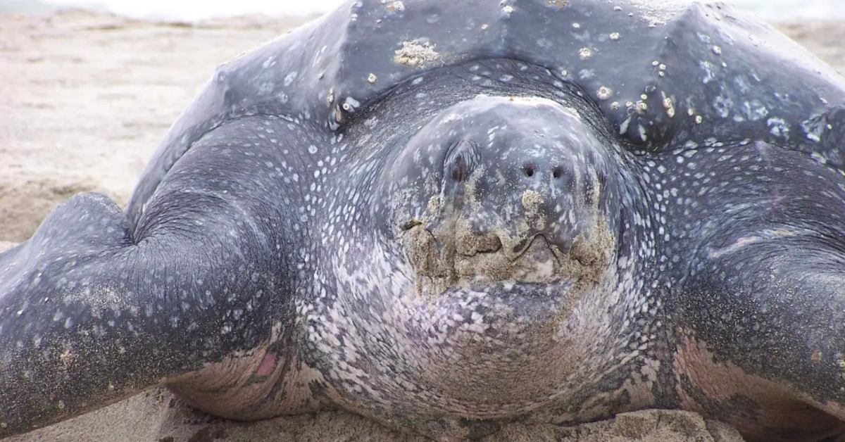 A close-up image of a leatherback sea turtle 