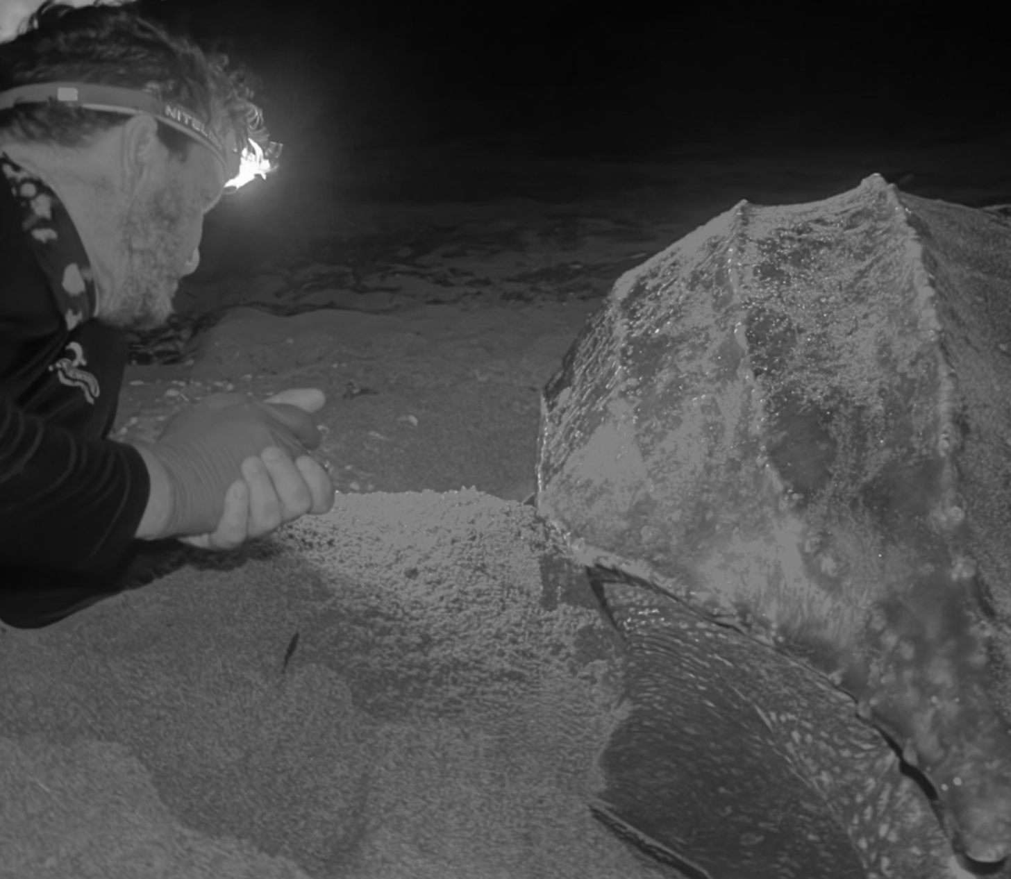 A male scientist lays beside a leatherback sea turtle on a beach as it takes its fluids and examines it. The photo is in black and white