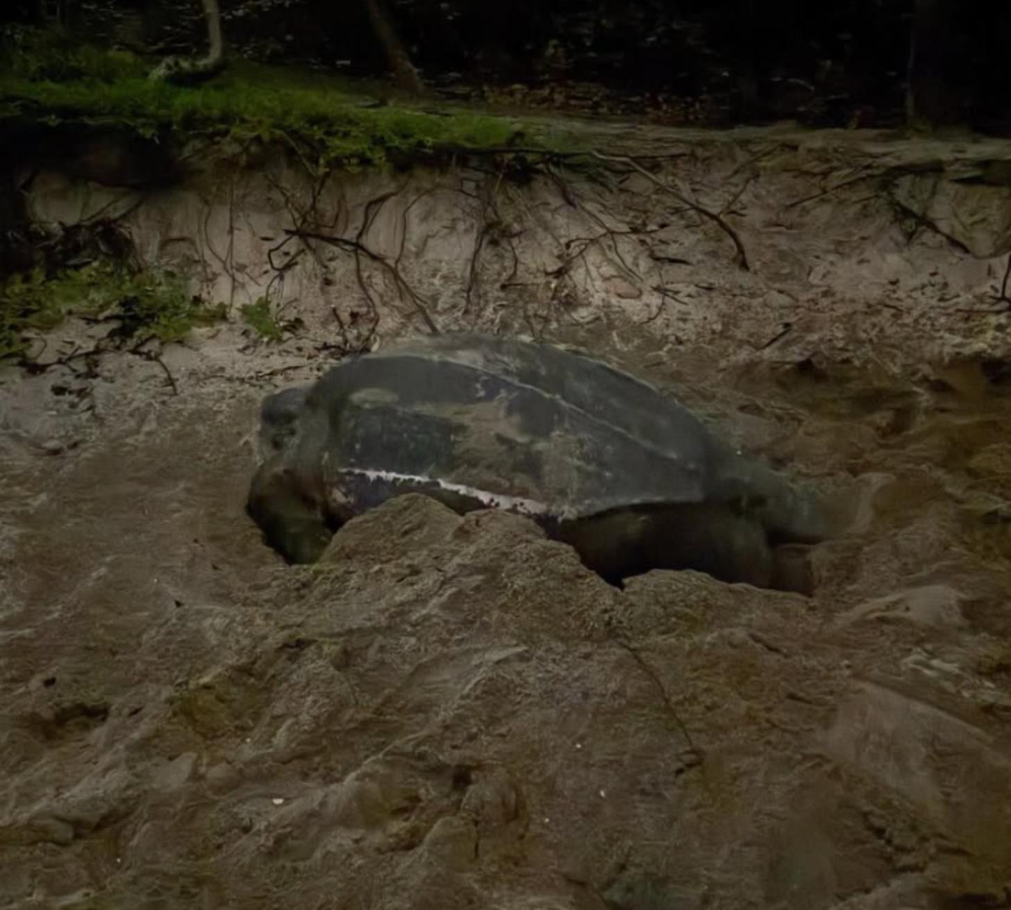 A leatherback sea turtle lays over its nest on a beach at night.
