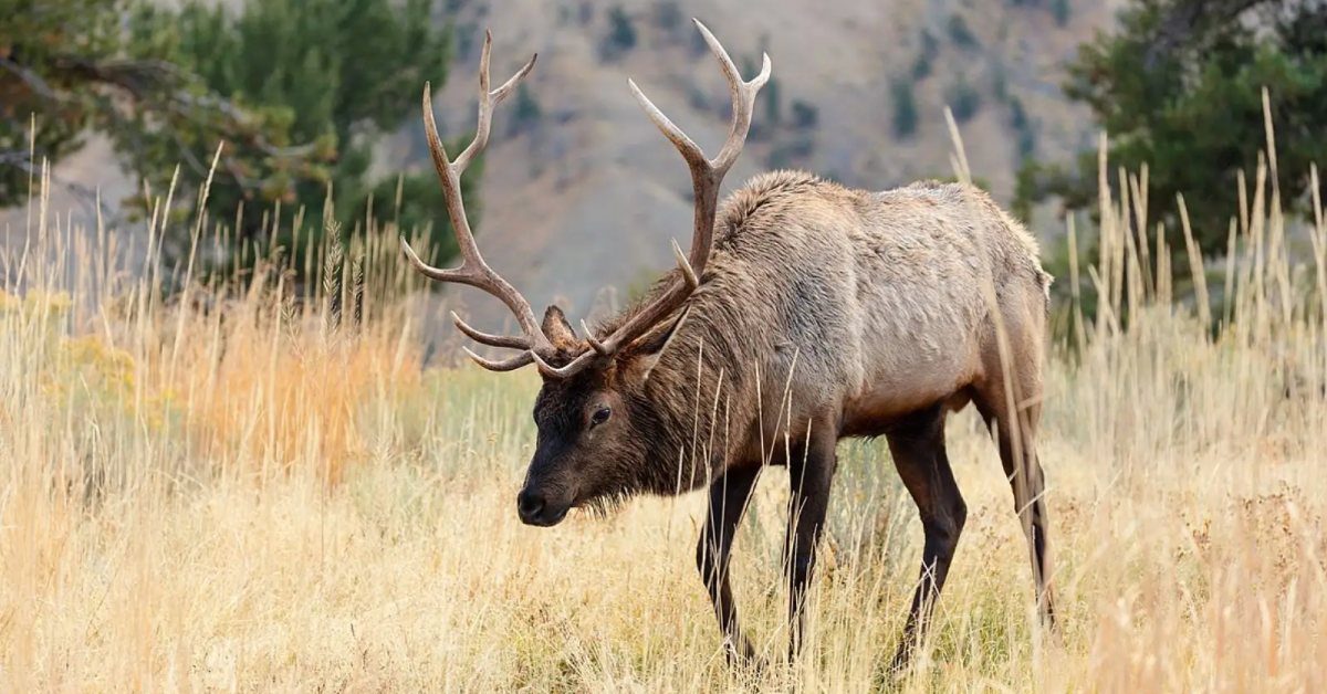 A horned elk walks across a field