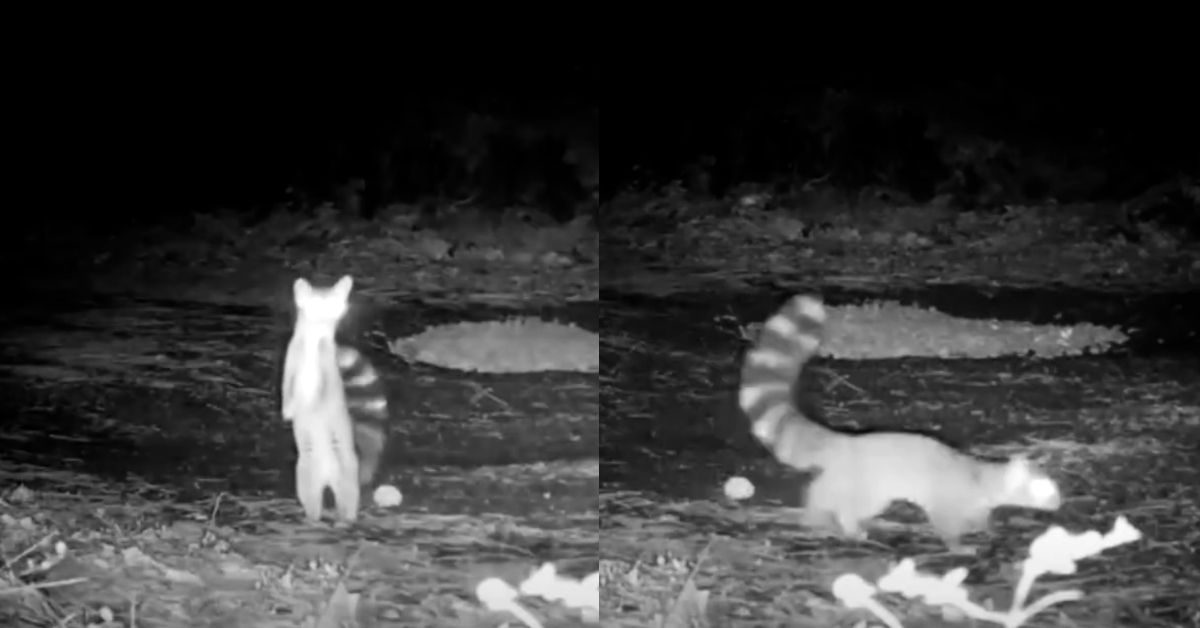 Left: black and white trail camera footage of a ringtail standing up in the woods. Right: the same ringtail scurrying to the right of the frame