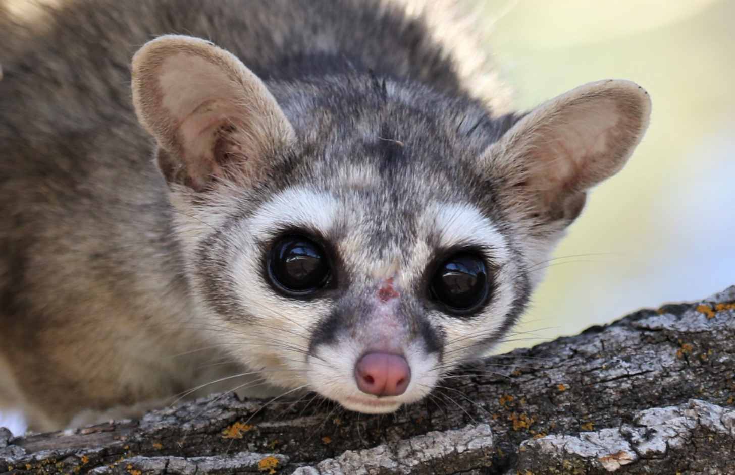 Close-up image of a ringtail