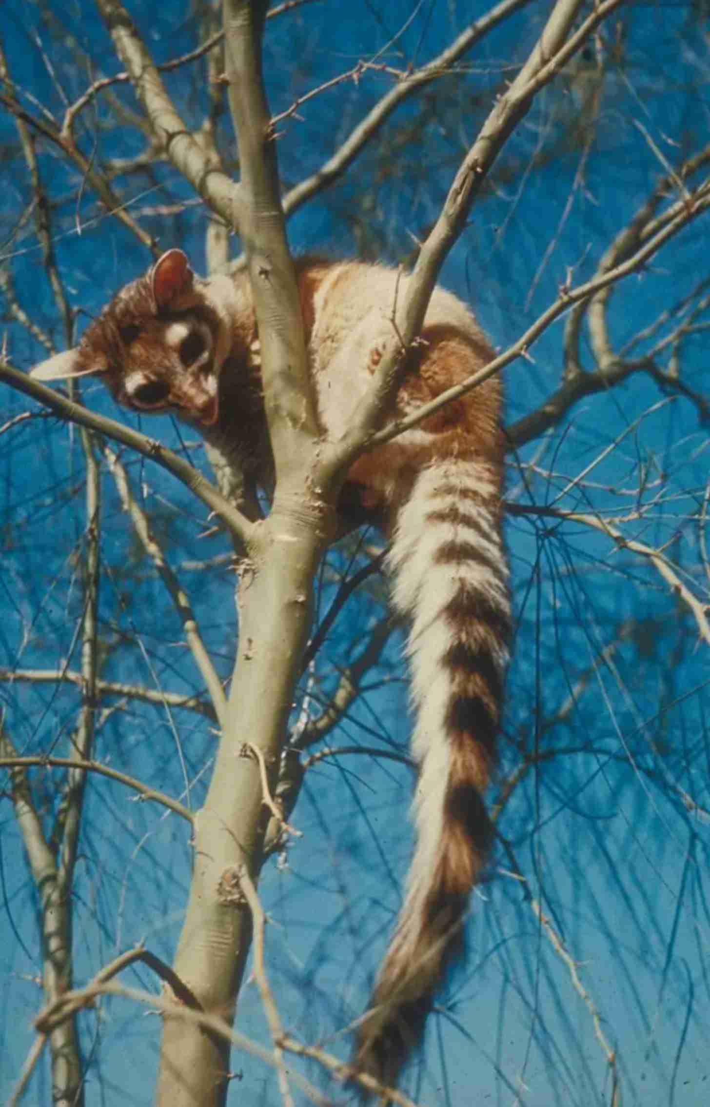 A ringtail looking down from a tree limb