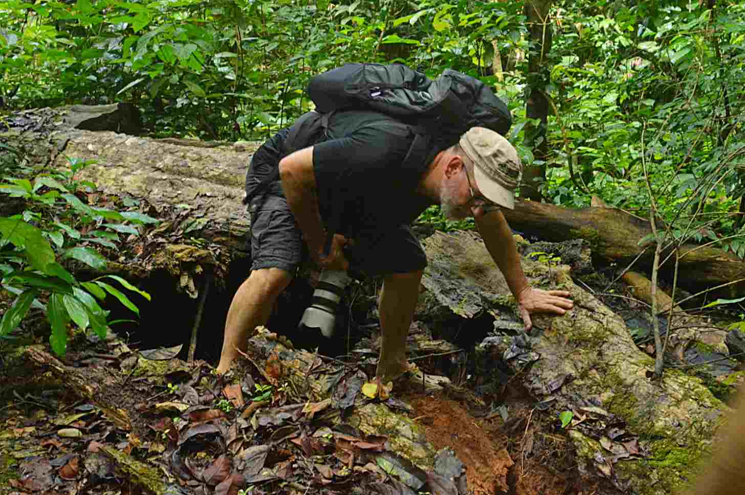 A man wearing a cap and backpack bends over a forest stream, examining the water and rocky streambed surrounded by lush green vegetation and fallen logs.