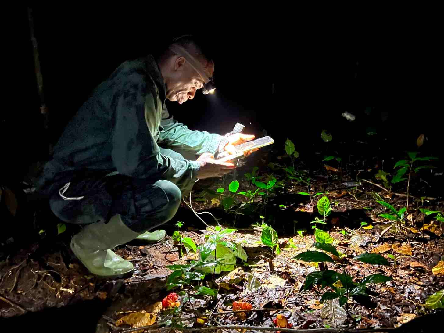 A researcher wearing glasses crouches at night while examining plants by flashlight, documenting flora in a natural habitat for field study or conservation work.