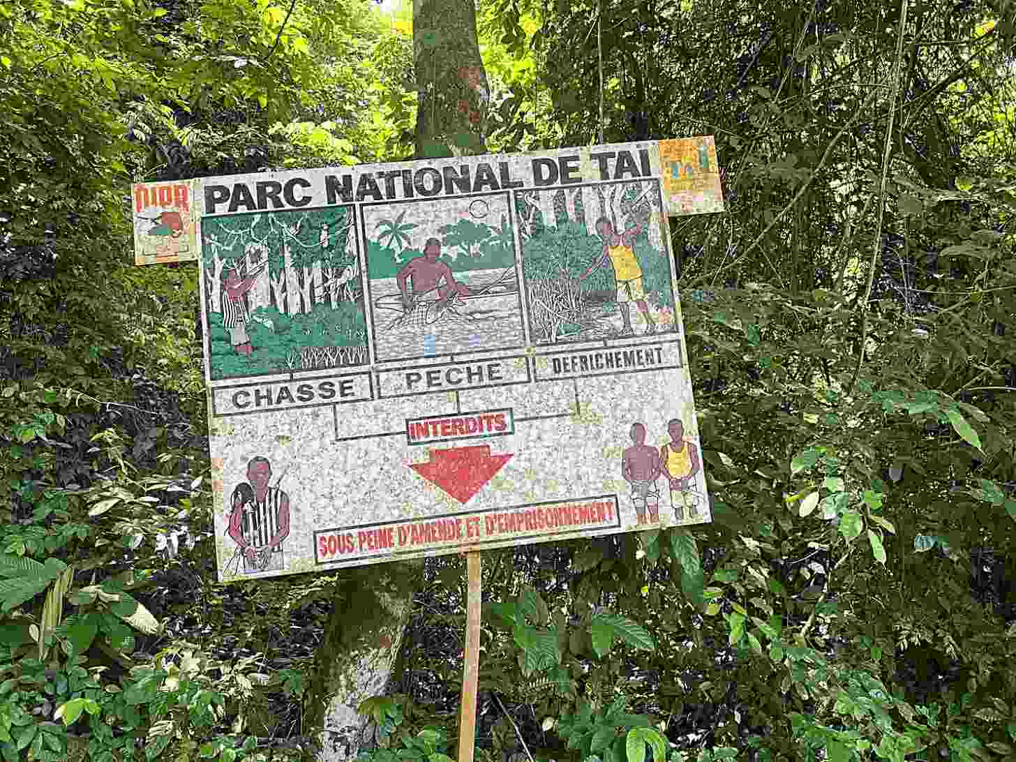 A weathered sign for Parc National de Taï in French displays illustrations of park activities including hunting, fishing, and clearing, with prohibitions marked in red and text noting restrictions on hunting and imprisonment for violations, mounted on a wooden post in dense tropical forest.