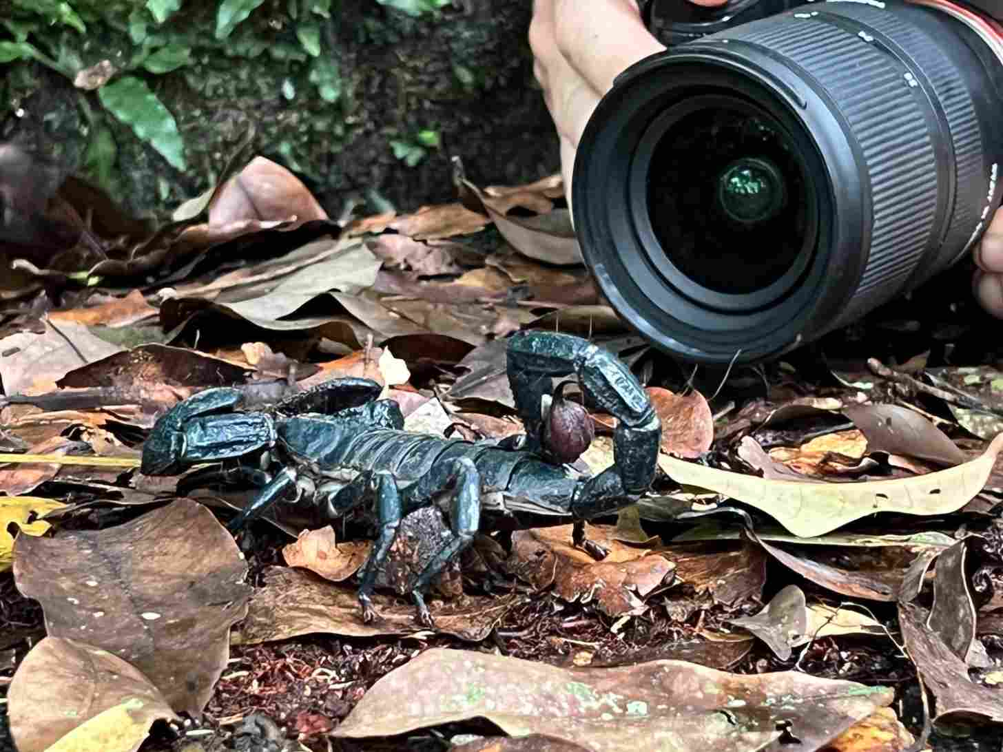 A wildlife photographer captures close-up footage of a dark-colored scorpion on the forest floor surrounded by fallen leaves and branches, highlighting nature documentation efforts in tropical or subtropical environments.
