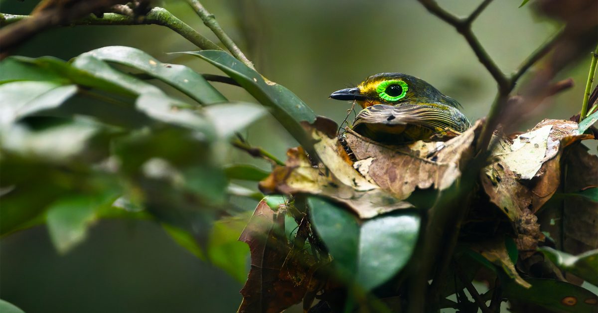 A small bird with striking green eyes and yellow markings perches among leafy branches, displaying the vibrant plumage characteristic of tropical bird species.