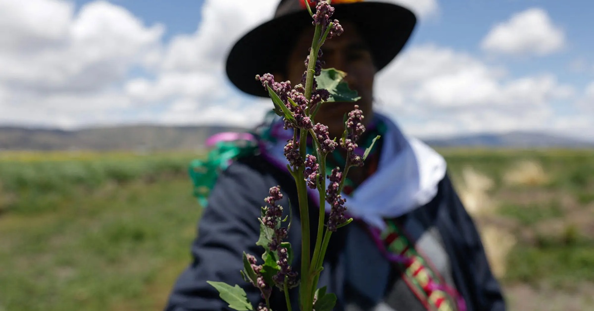 A person wearing traditional Andean clothing and a black hat holds up a quinoa plant with purple flowering seeds in a vast agricultural field under a bright sky.