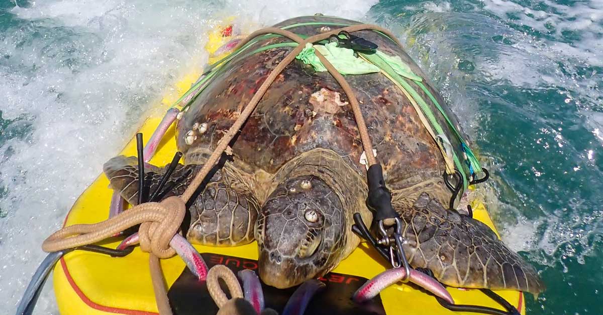 A bloody sea turtle rides on a yellow water board in the ocean, pulled by jetskis 