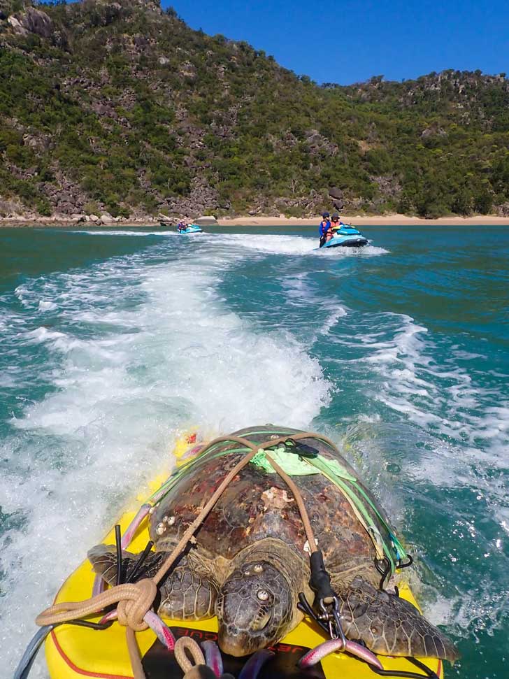 A bloody sea turtle rides on a yellow water board in the ocean, pulled by jet skis 