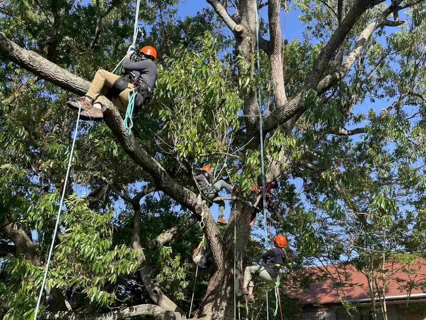 Several people hang from ropes that are connected to a wide tree with green leaves.