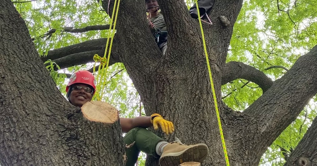 Three people are seen sitting high in a tree with thick limbs and green leaves. A yellow rope dangles down from the tree. 