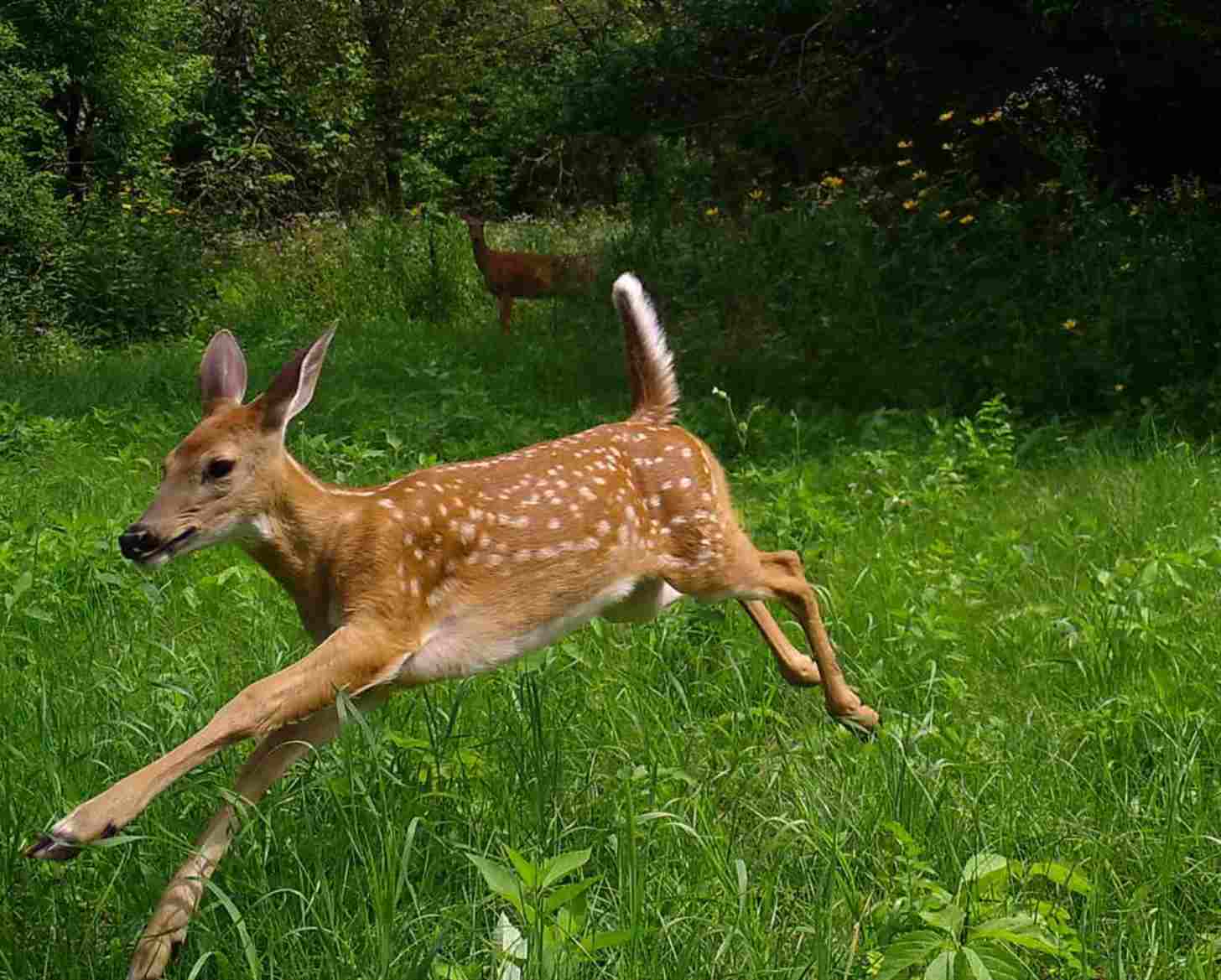 A white-tailed deer fawn and doe in a field on trail cameras 