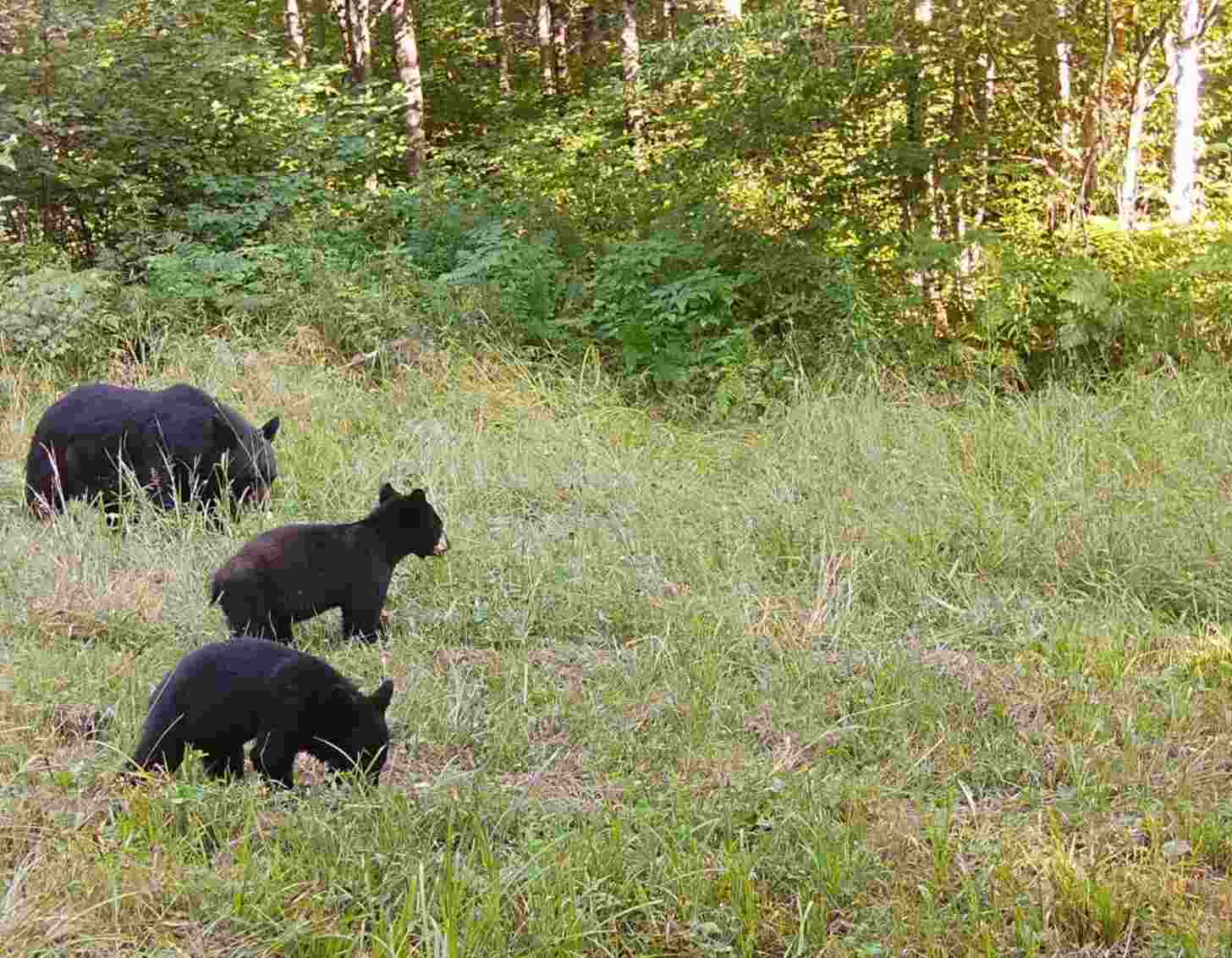 A bear family in a forest, captured on trail cameras