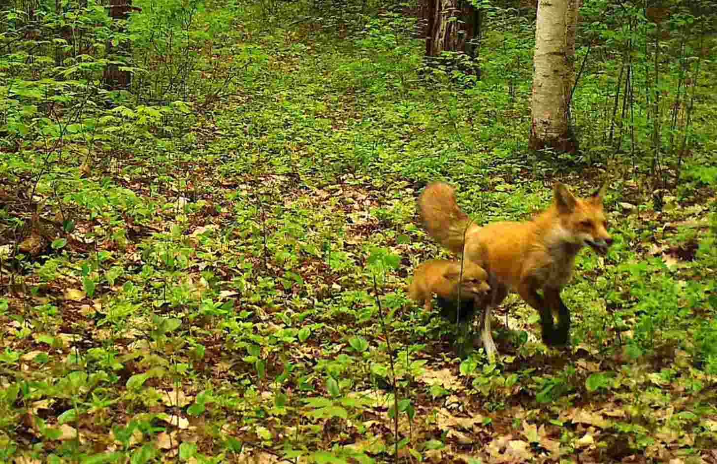 A fox and her kit running through the forest, captured on a trail camera