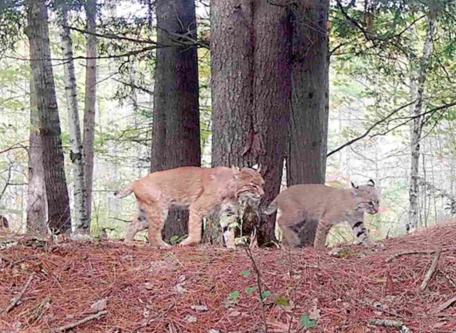 A family of bobcats in a forest captured on a trail camera