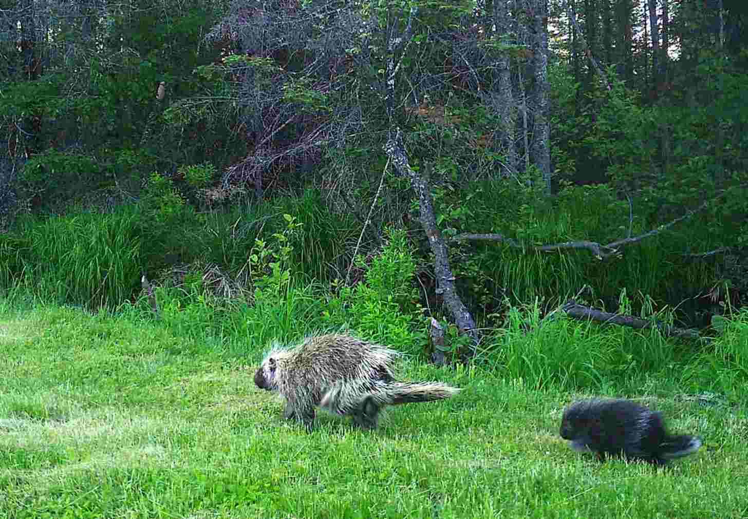A porcupine and her baby walking through a forest 