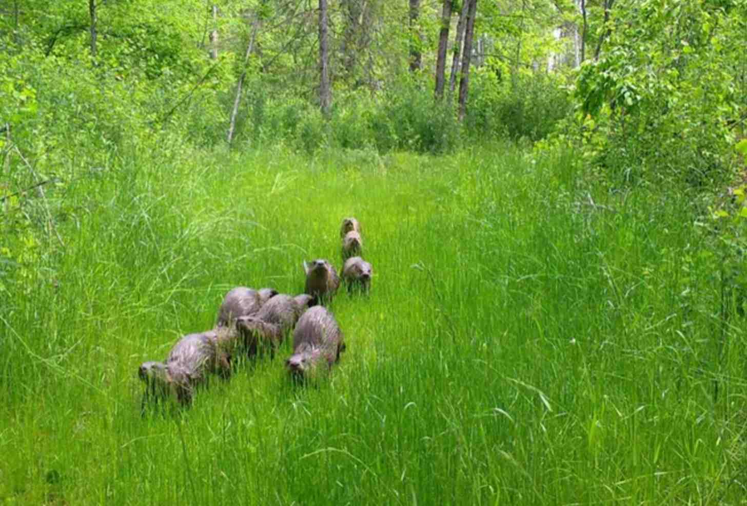 A family of otters run down a grassy slope