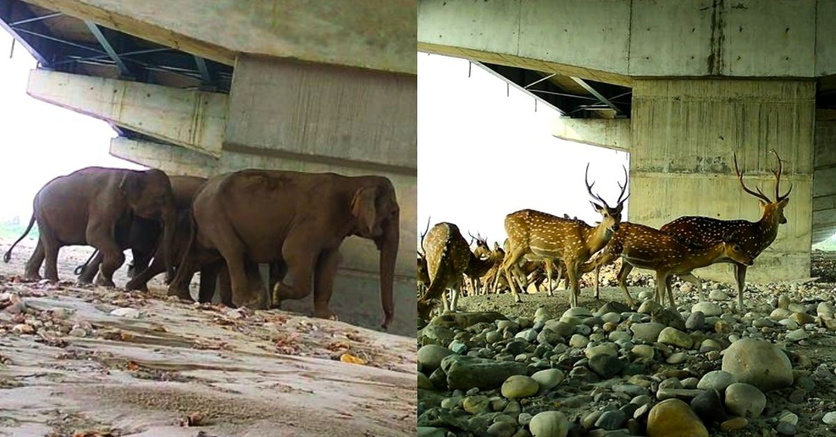 On the left, a group of elephants cross beneath an underpass. On the right, a herd of deer cross beneath an underpass.
