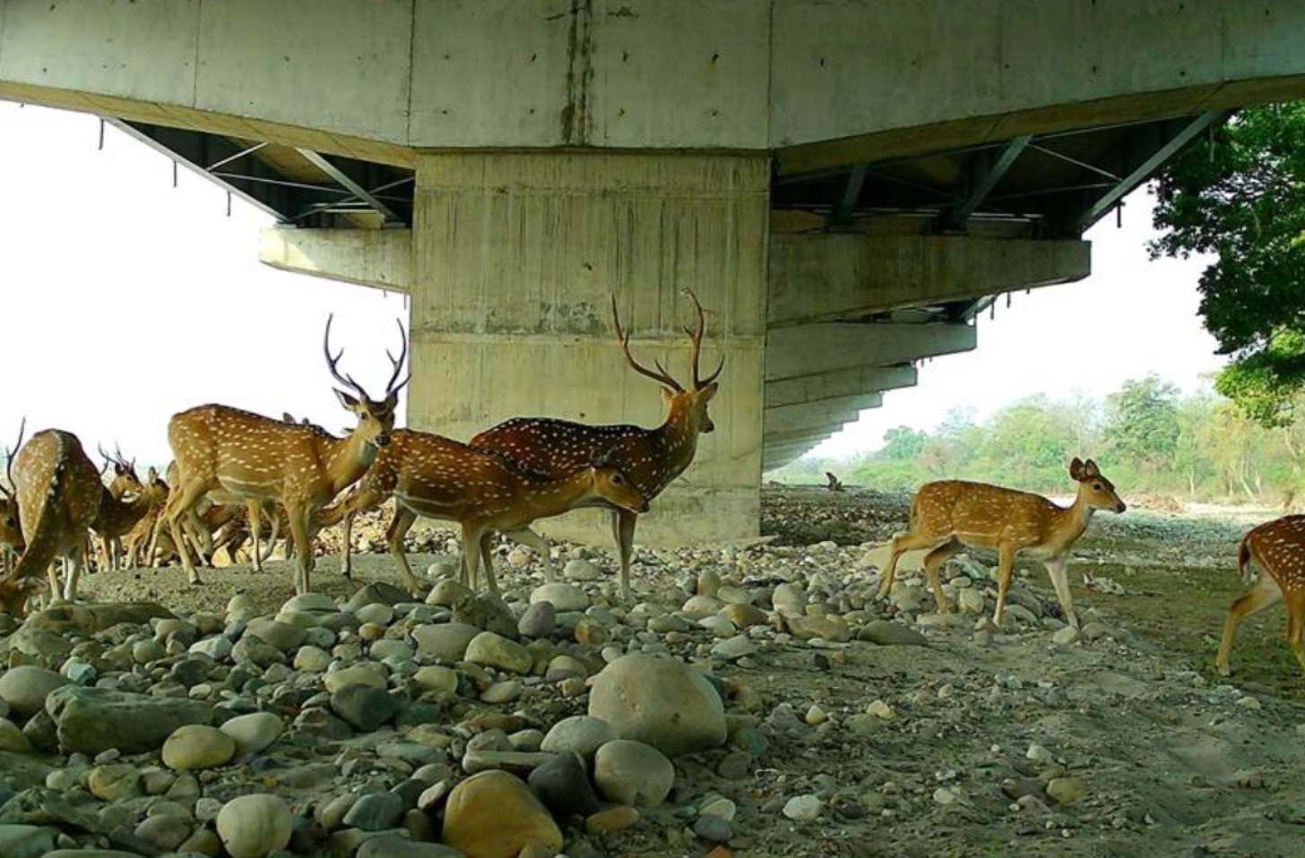 A herd of deer cross beneath an overpass