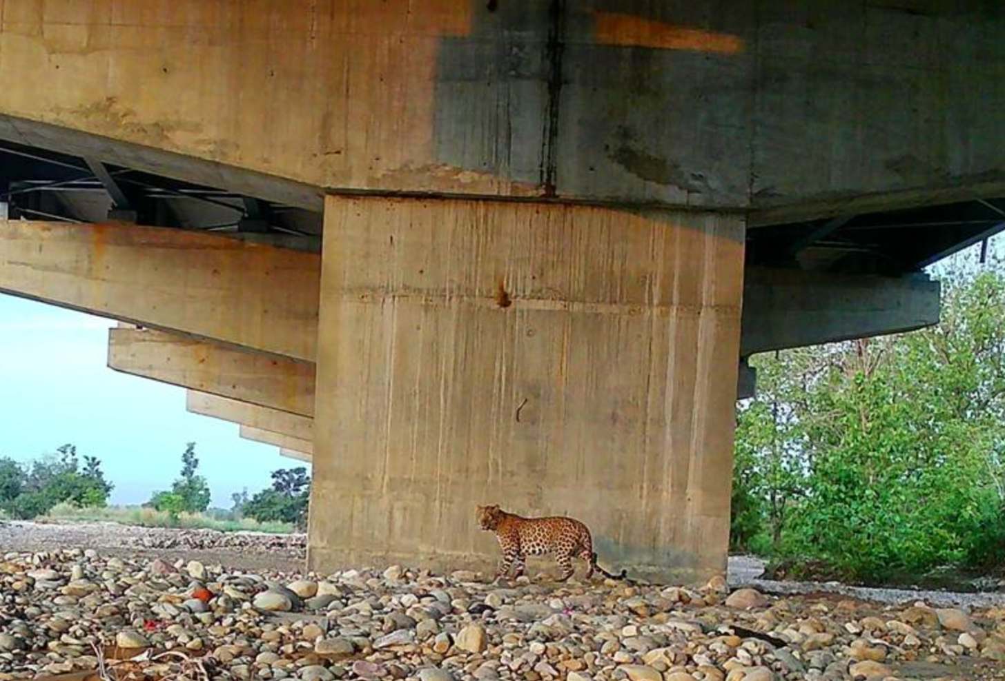 A leopard underneath an overpass