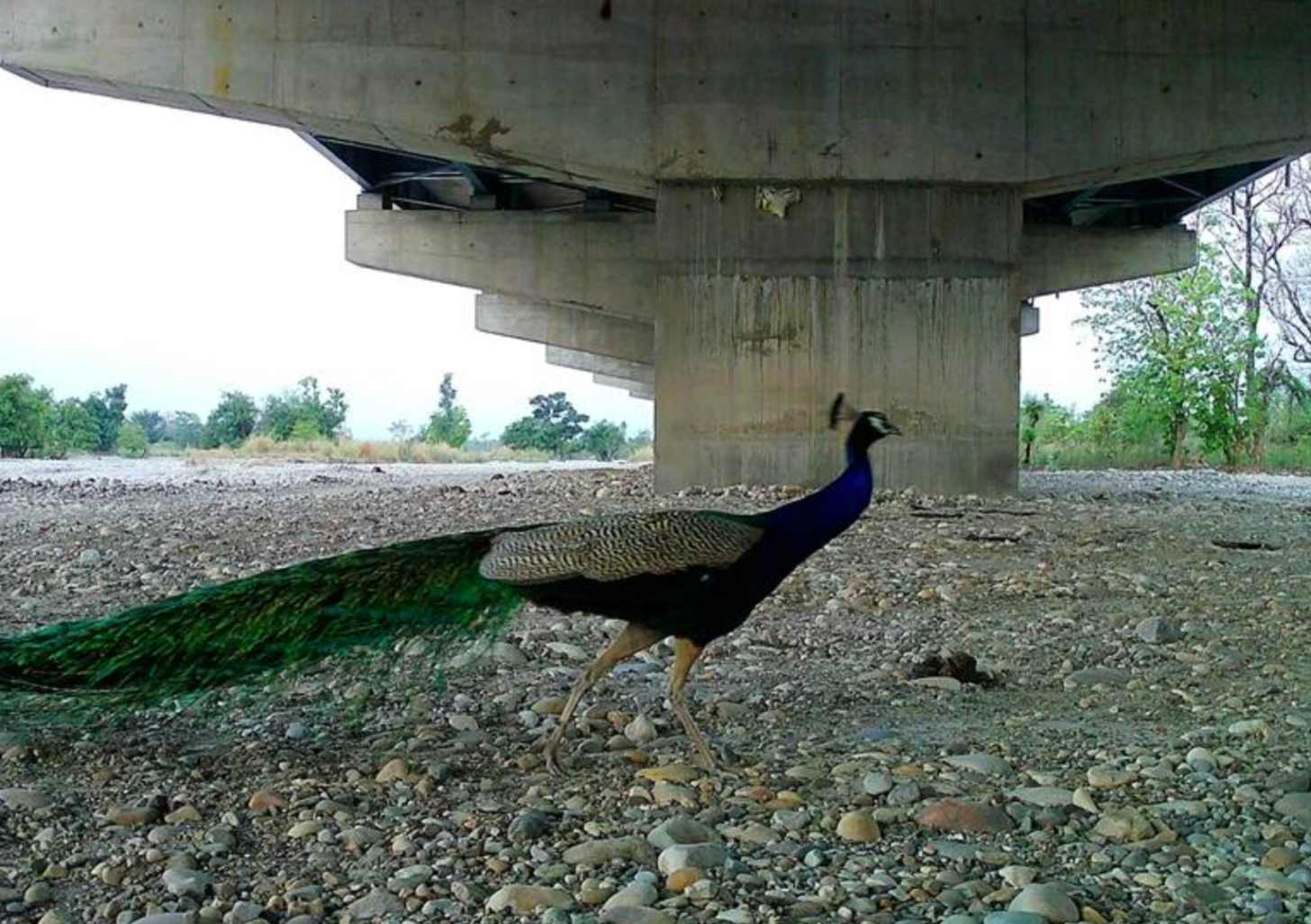 a peacock beneath an overpass