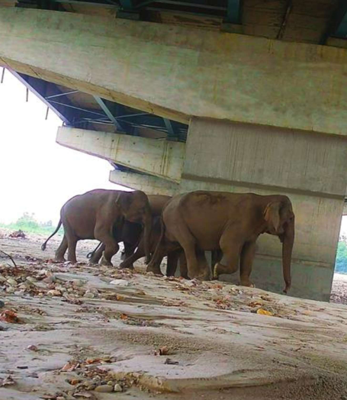 A group of elephants crosses under an overpass