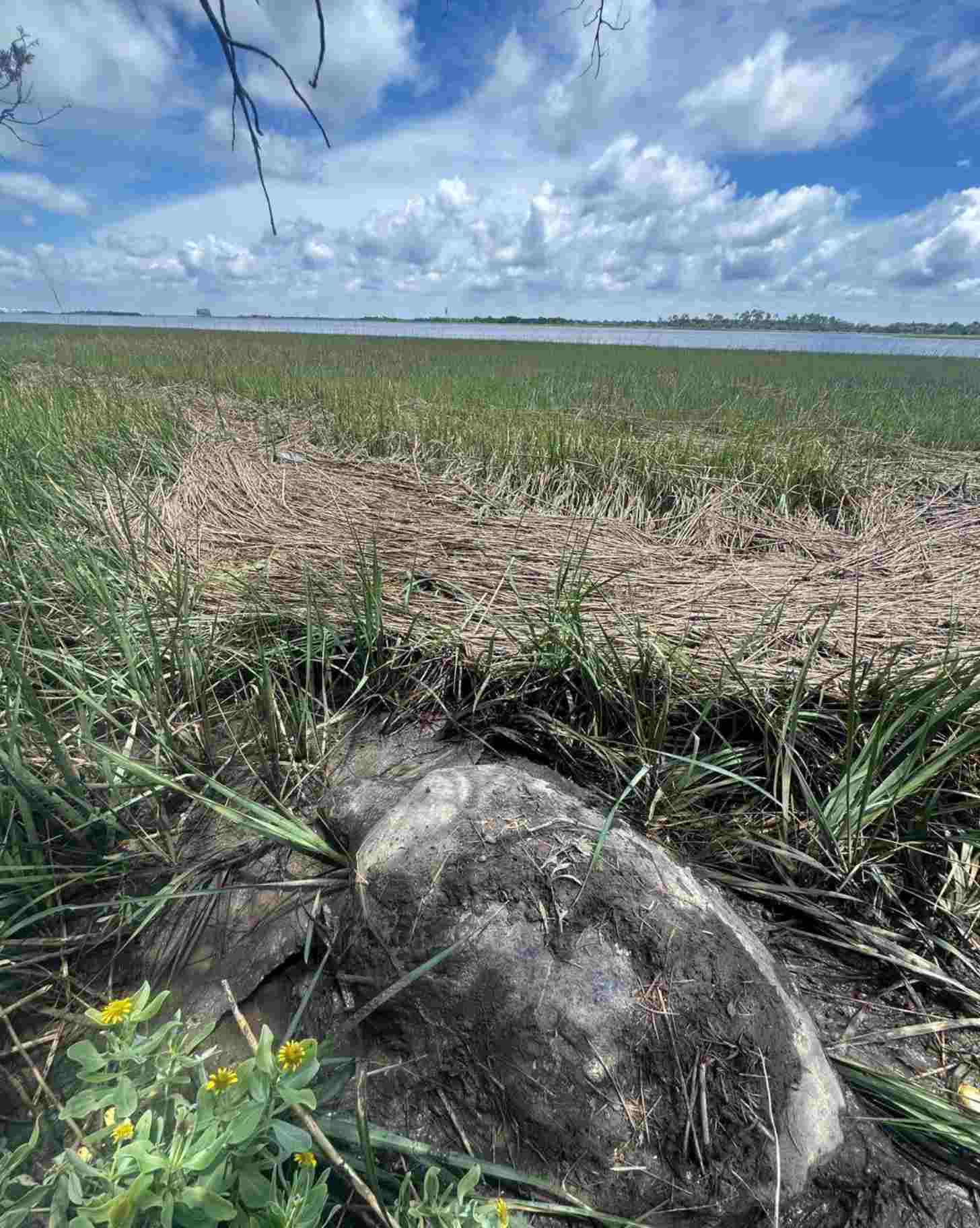 A large sea turtle found stranded in mud near a highway
