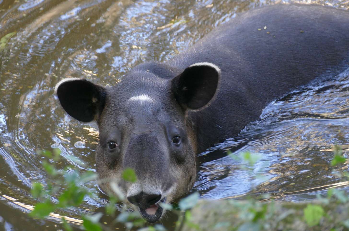 A close-up of a Baird's tapir swimming in the water