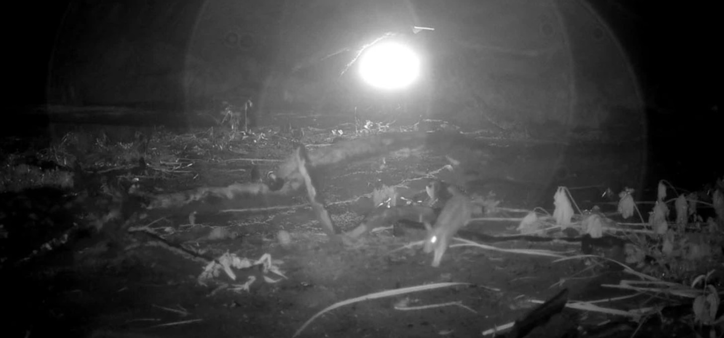 Black and white trail camera footage of rabbits running through a cassava field