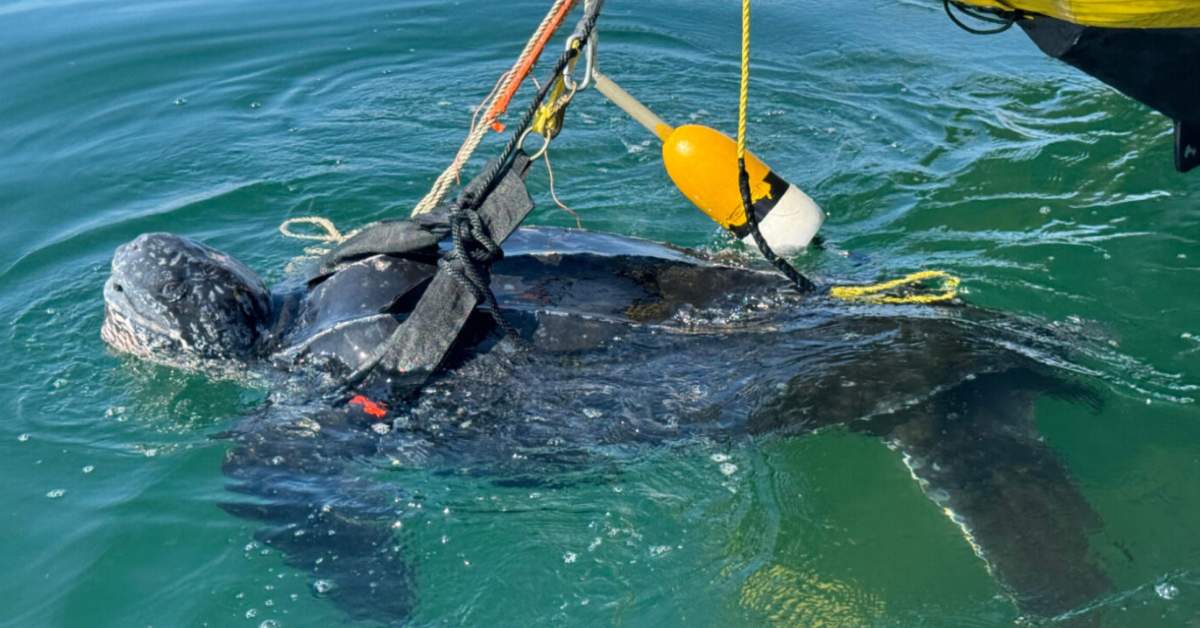 A sea turtle wrapped in crab trap buoy lines
