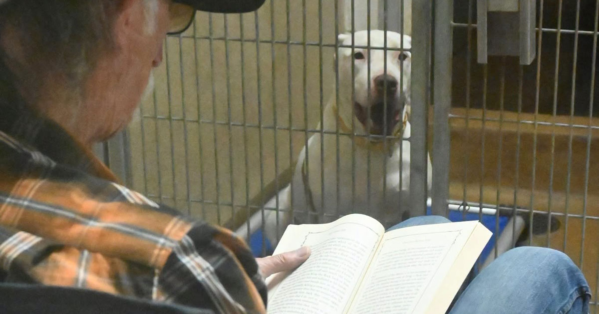 A white dog in a shelter kennel sits attentively while a volunteer reads from a book