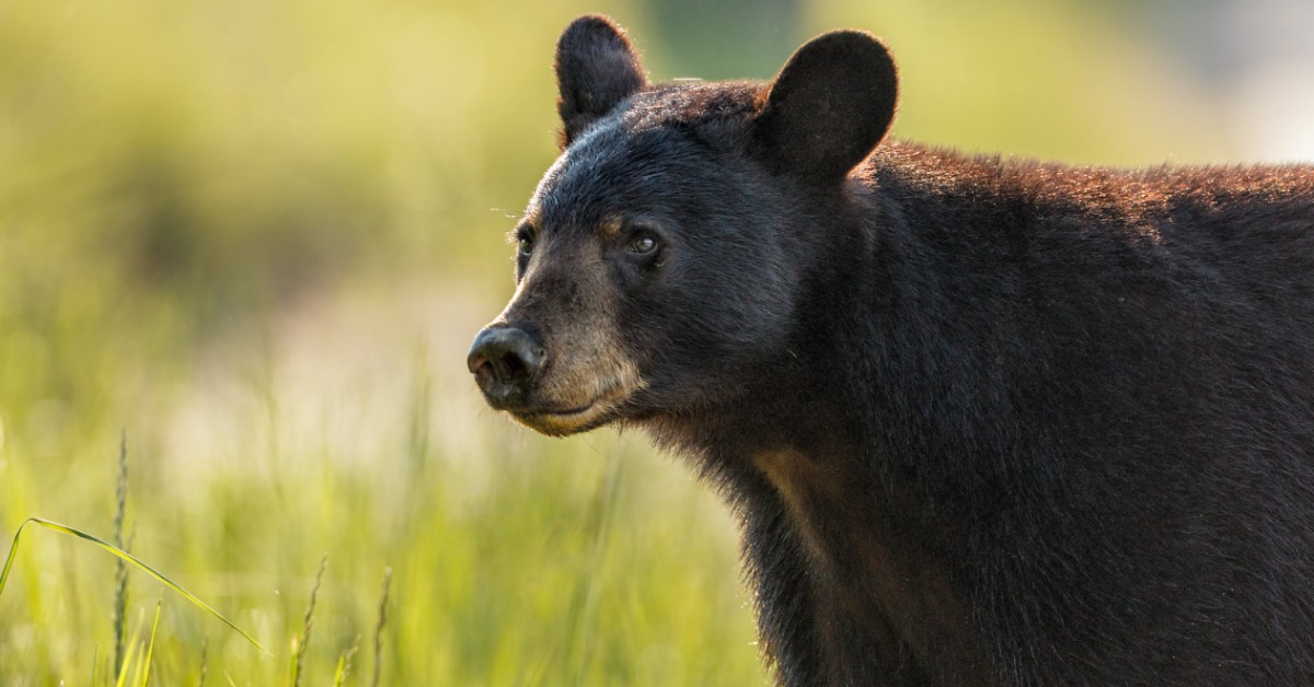 A close-up photo of a black bear in a field