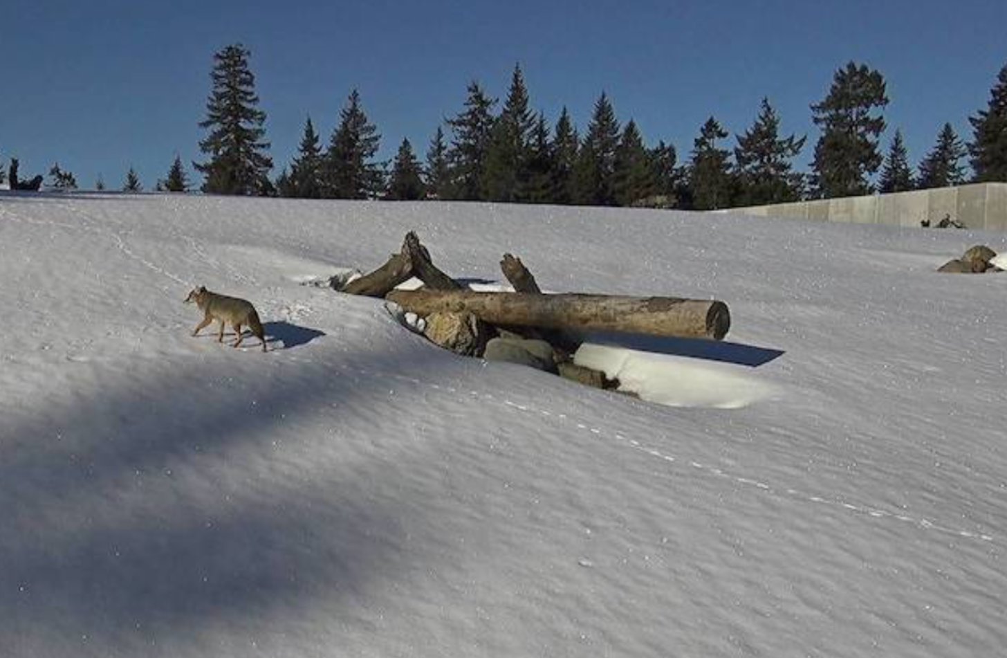 A coyote climbs a snow-covered hill