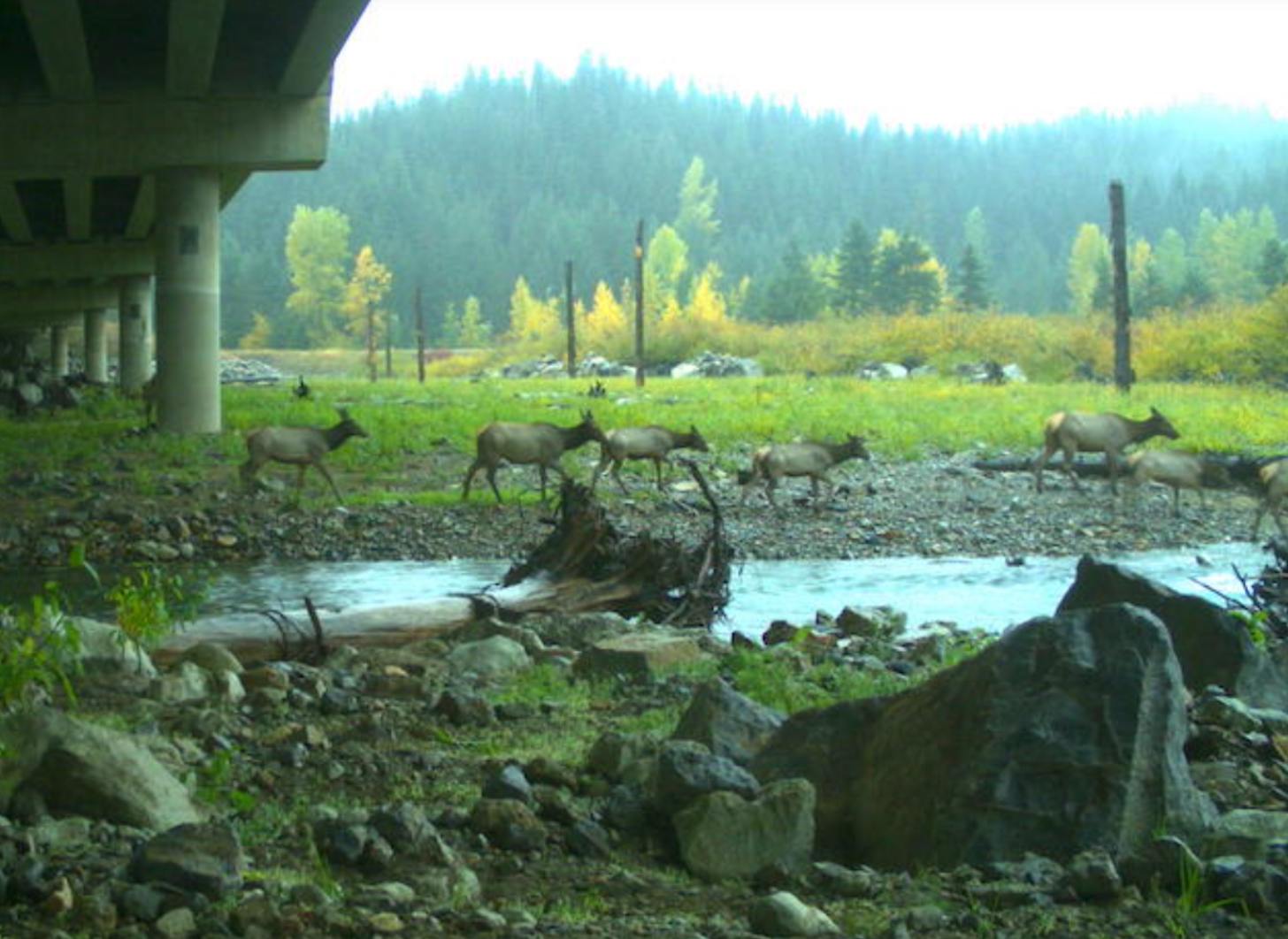 A herd of deer walk under the Gold Creek underpass