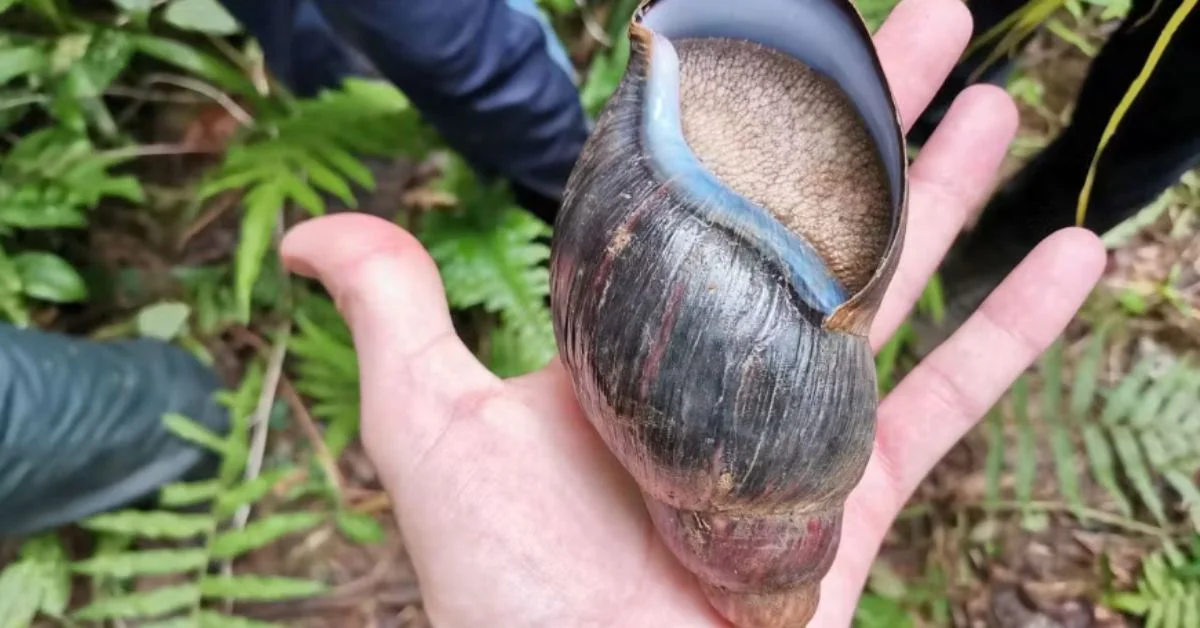 A person's hand holds a large dark snail with a textured shell and blue-tinted opening, surrounded by green foliage in a natural outdoor setting.