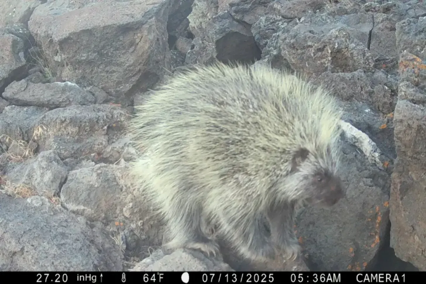 A porcupine navigates rocky terrain near stone structures, captured on a wildlife camera on 07/13/2025 at 05:36 AM.