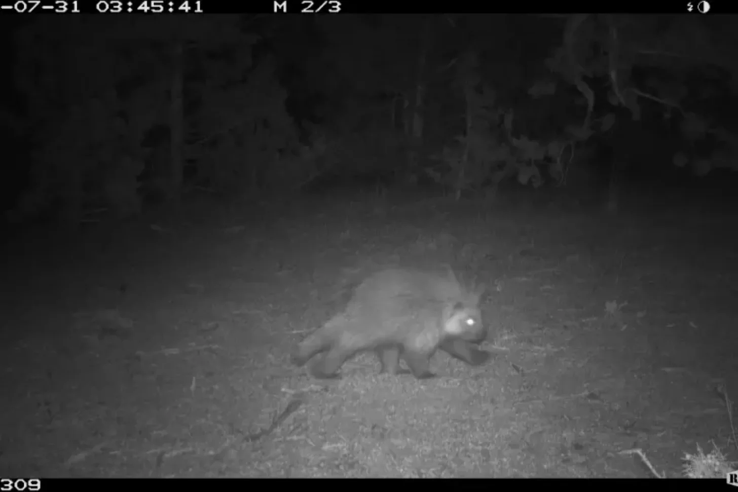 Night vision footage captures a wild animal walking across a forest path, showing successful wildlife monitoring in a natural habitat.