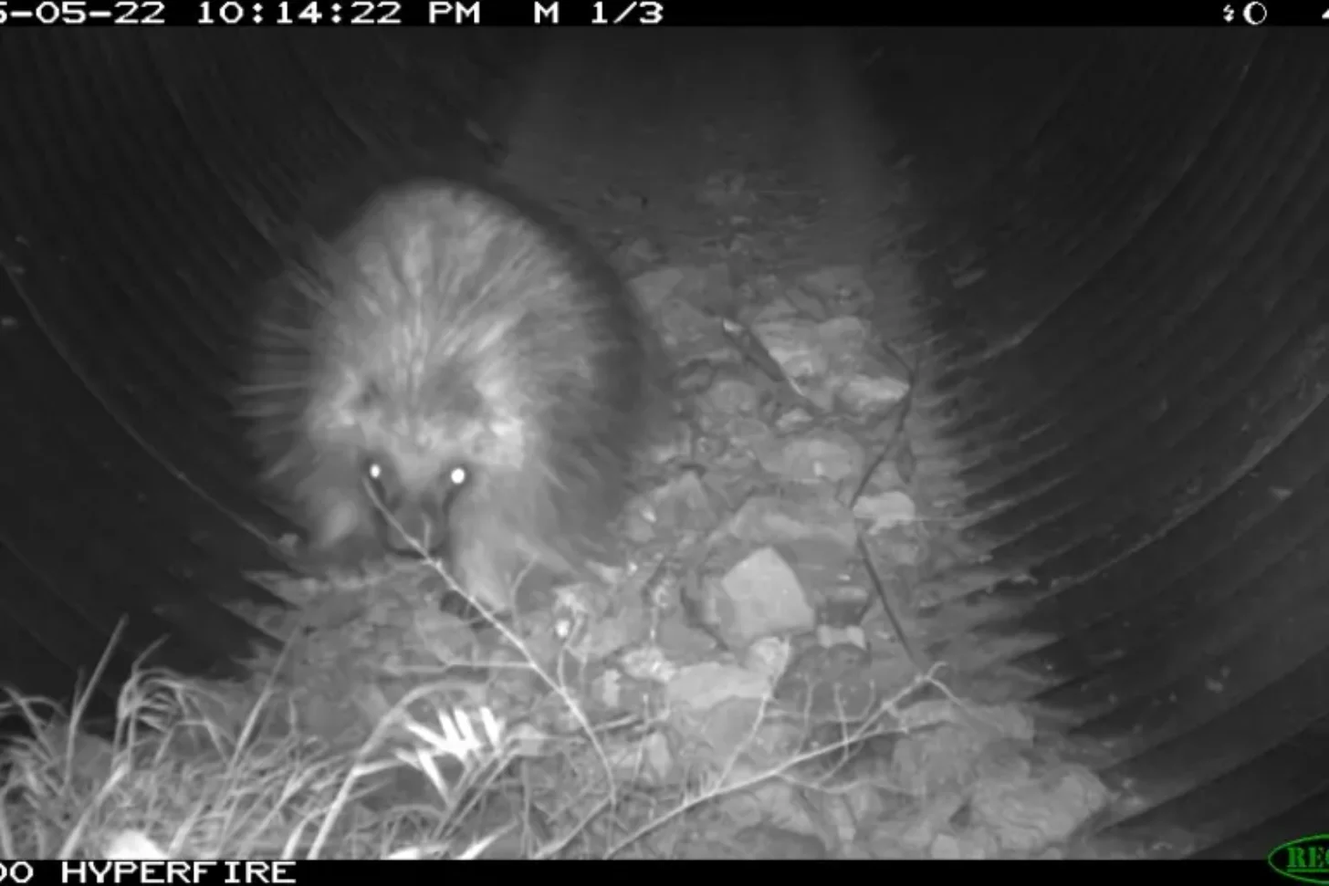 A porcupine with distinctive quills illuminated by infrared camera, foraging among rocks and vegetation at night.