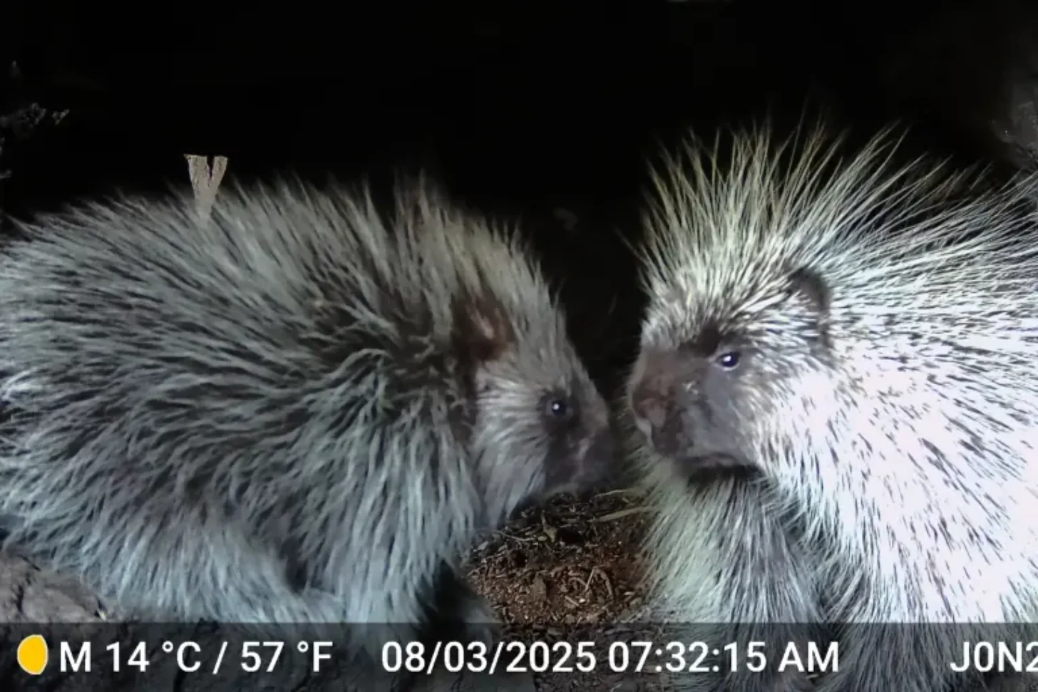 Two porcupines with quills raised interact closely at night, captured on thermal camera at 14°C/57°F on 08/03/2025.