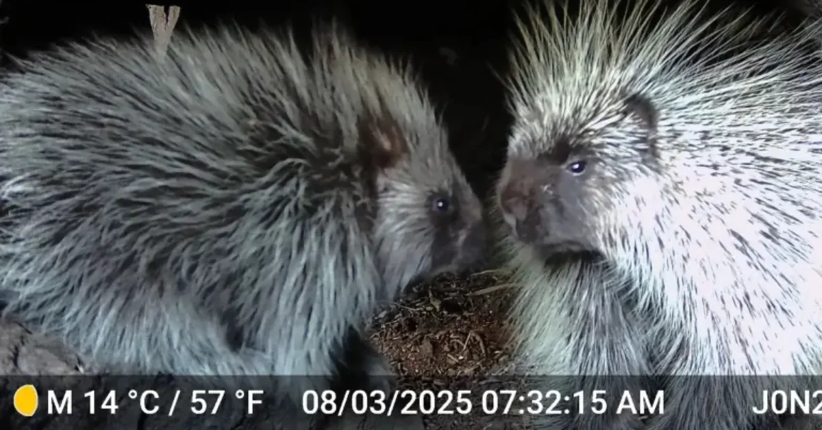 Two porcupines with quills raised interact closely at night, captured on thermal camera at 14°C/57°F on 08/03/2025.