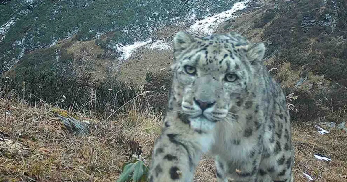 Snow leopard facing camera on rocky, sparse terrain with forested mountains and a river visible in the background.