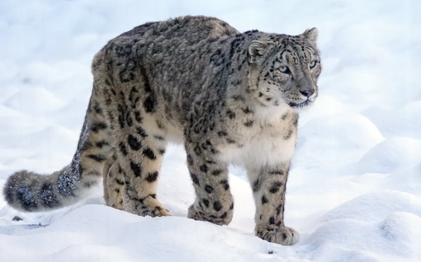 Snow leopard walking through deep snow, with its distinctive spotted gray and white coat visible against a white background.