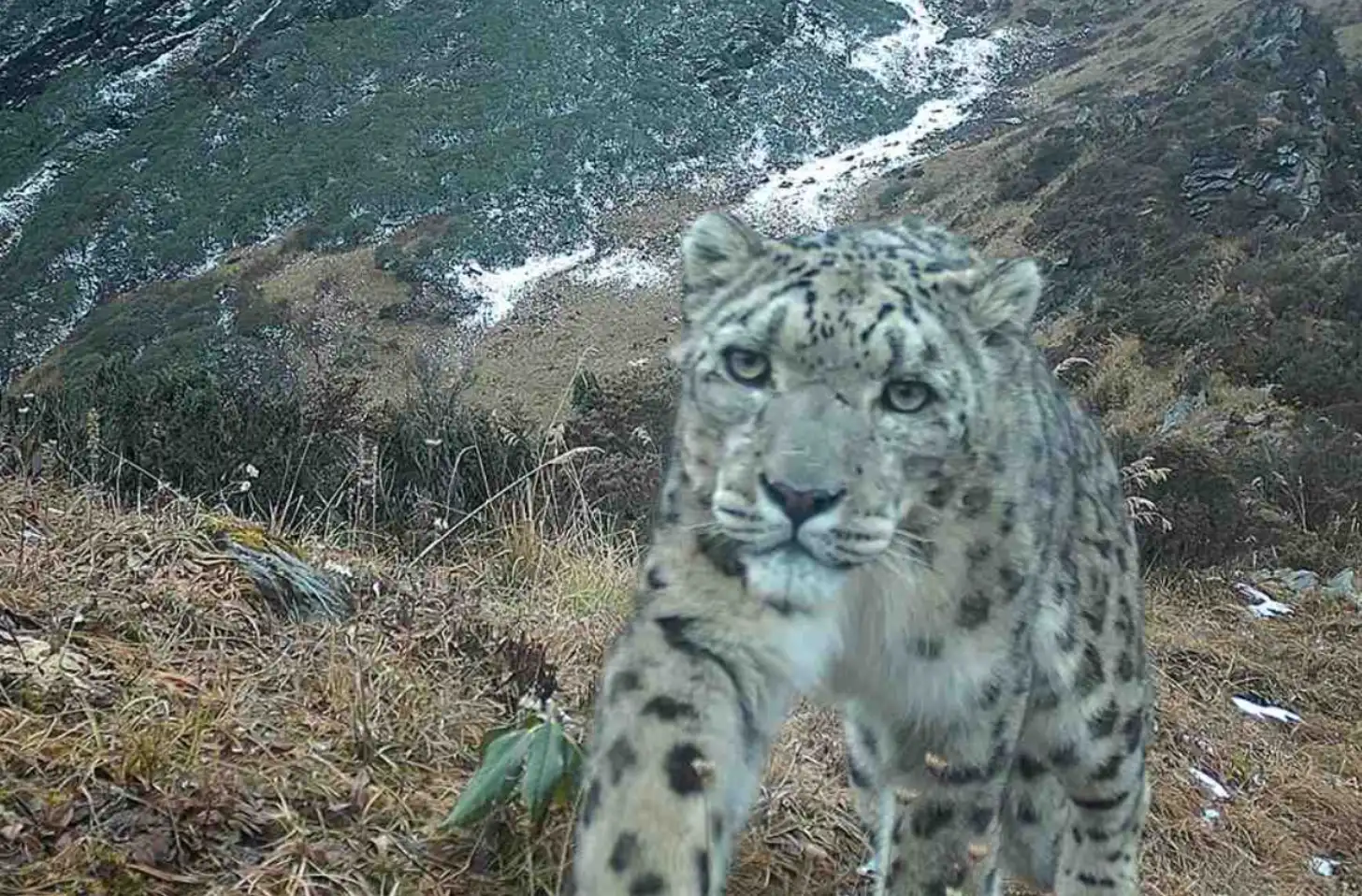 A snow leopard walks toward the camera on a mountainside with sparse vegetation and evergreen trees, with snow-covered peaks visible in the background.