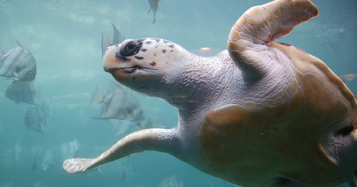 A sea turtle swims underwater with its flippers extended, its head turned toward the camera. Small fish swim in the background in blue-green water.
