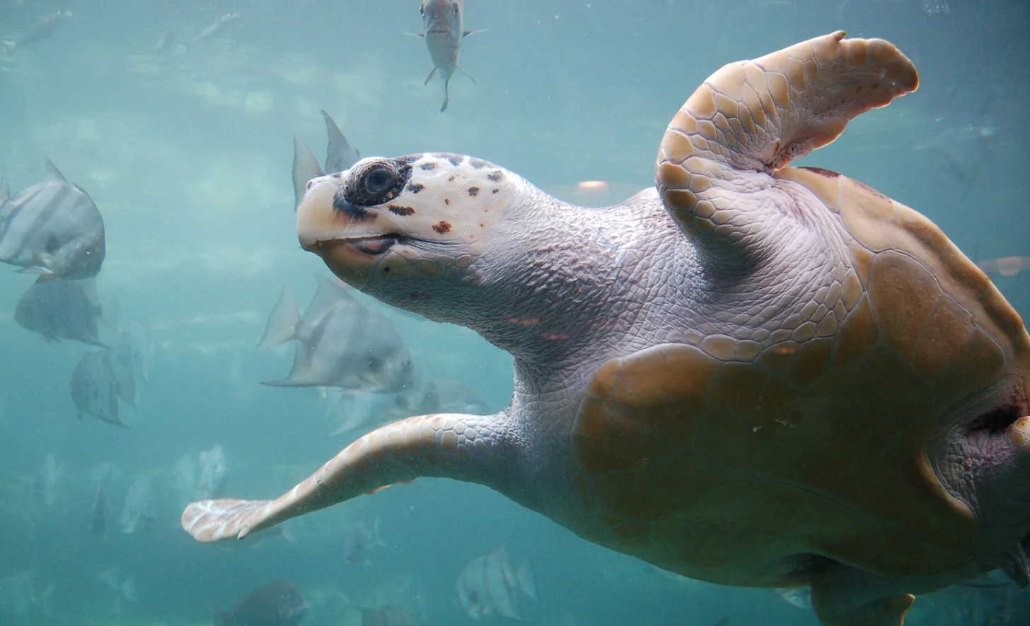 A sea turtle swims toward the camera in clear turquoise water, with several fish visible in the background.
