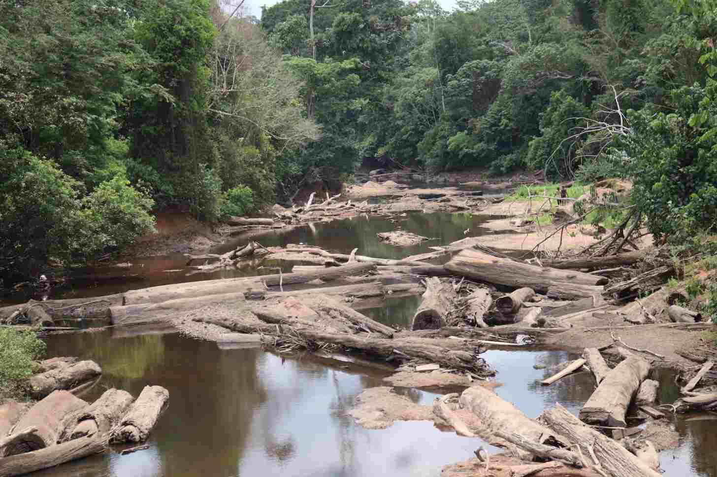 River Afi, from which the sanctuary derives its name, is one of the several waterways patrolled by women’s collectives to deter and detect signs of poisoning. Image by Orji Sunday for Mongabay.