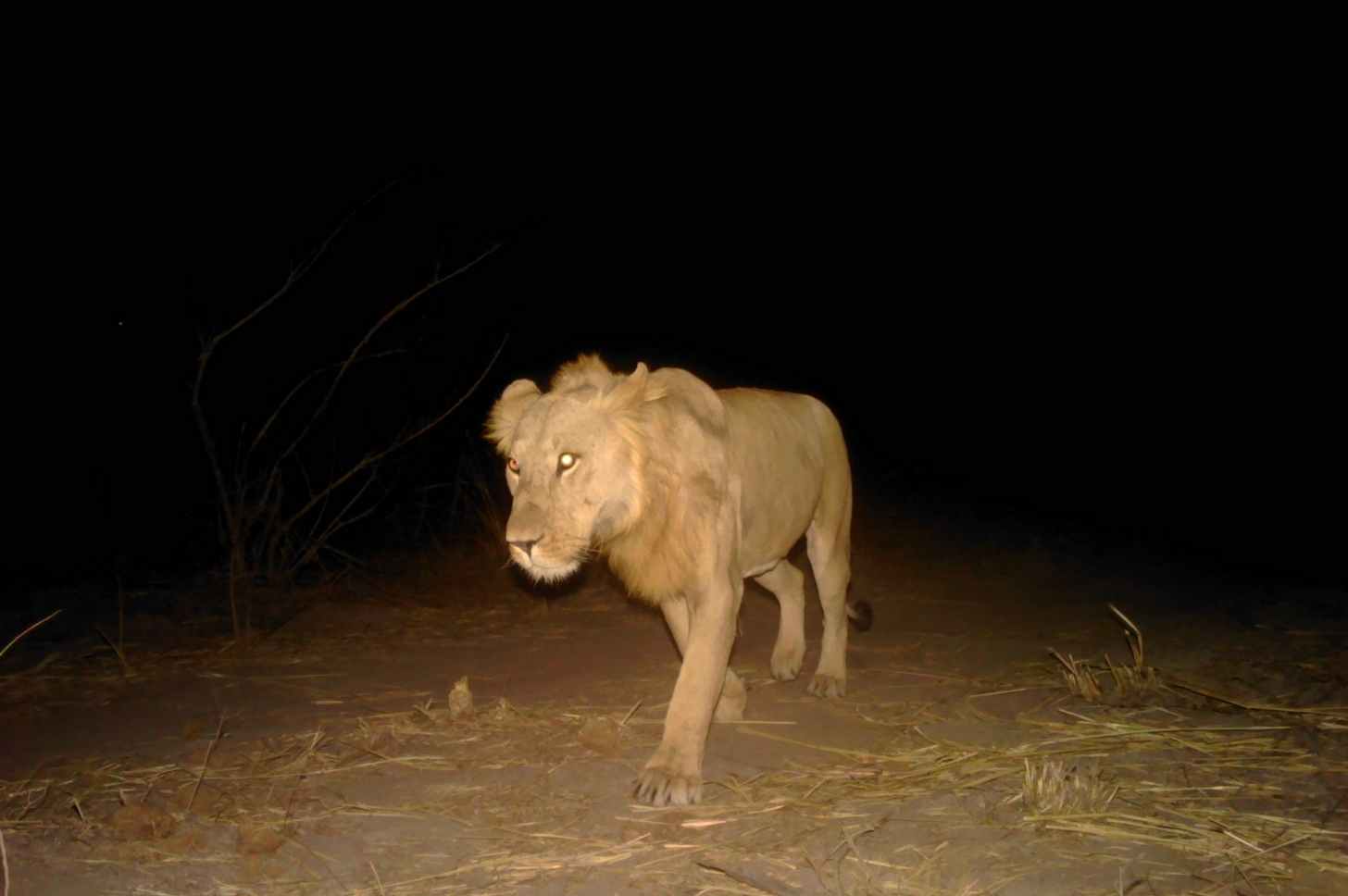 A male lion photographed in Pendjari National Park during the camera trap survey. As the most effectively managed and intact sector within the W-A-P Complex, this park remains a vital refuge for numerous threatened and endangered species, including West African lions. Image courtesy of ZSL-CCI/Panthera/African Parks/Pendjari National Park Complex.